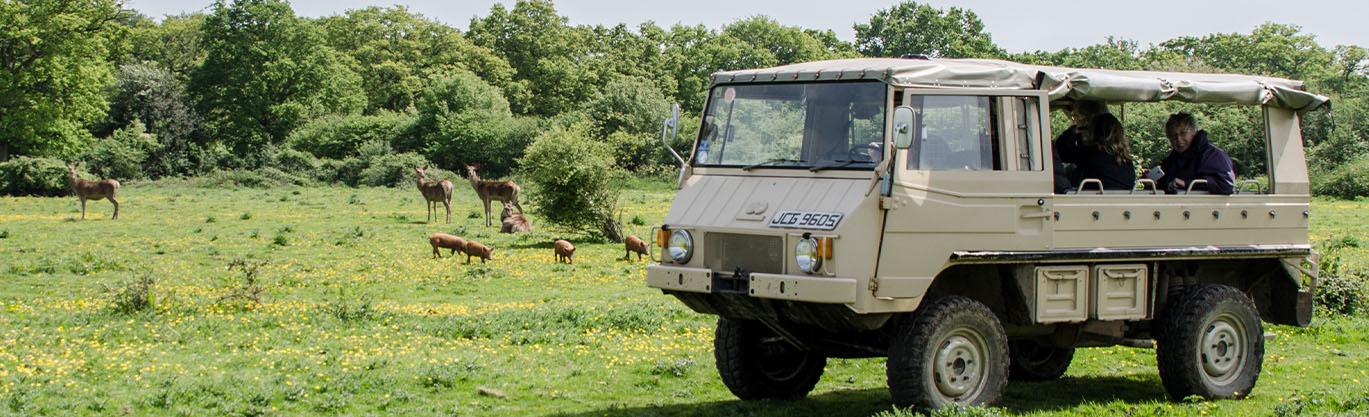Knepp Safari Pinzgauer all terrain vehicle