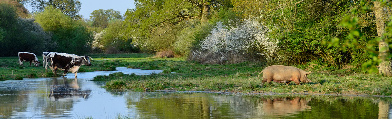 Knepp wilding Mason bikepacking west sussex