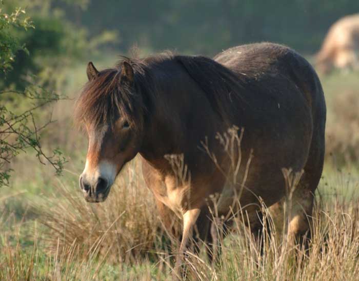 Exmoor Ponies Knepp