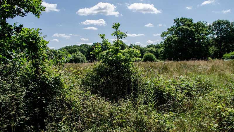 Woods and Trees - Knepp