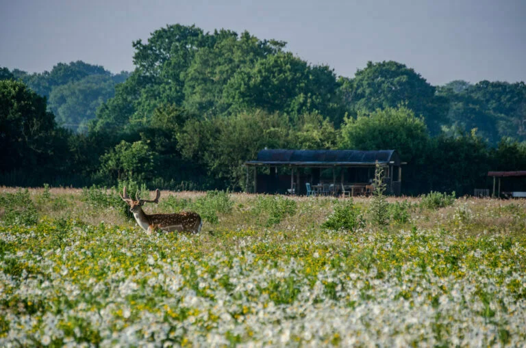 fallow_pitchUp_Kneppcampsite-768x509.jpg.webp