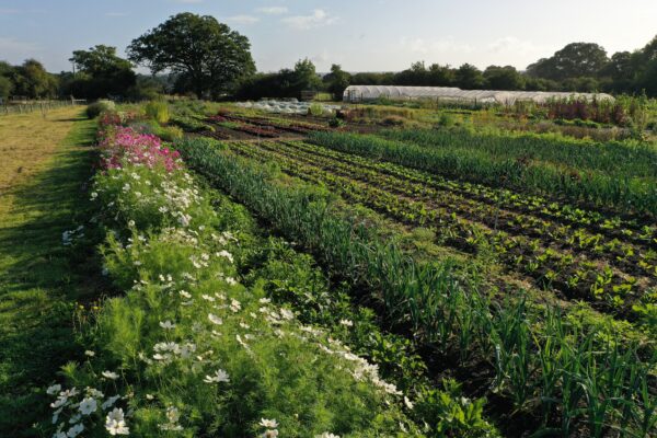 Market Garden Walking Tours