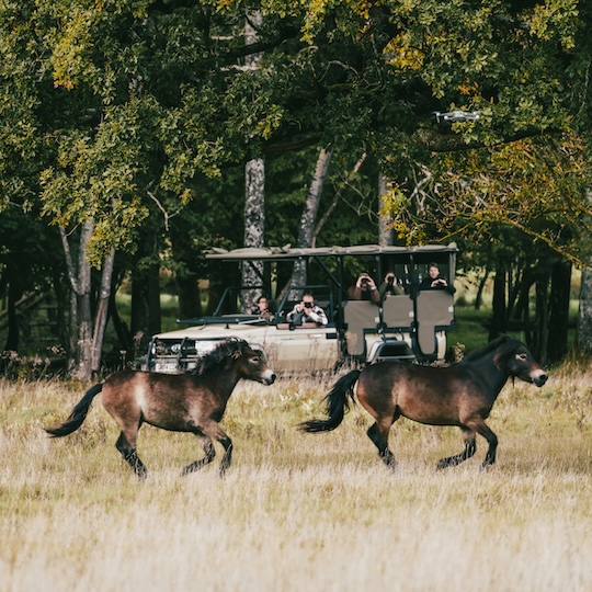 Explore Safaris