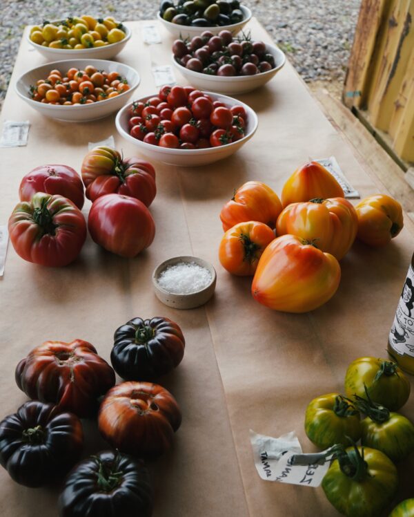 Tomato Tasting Experience