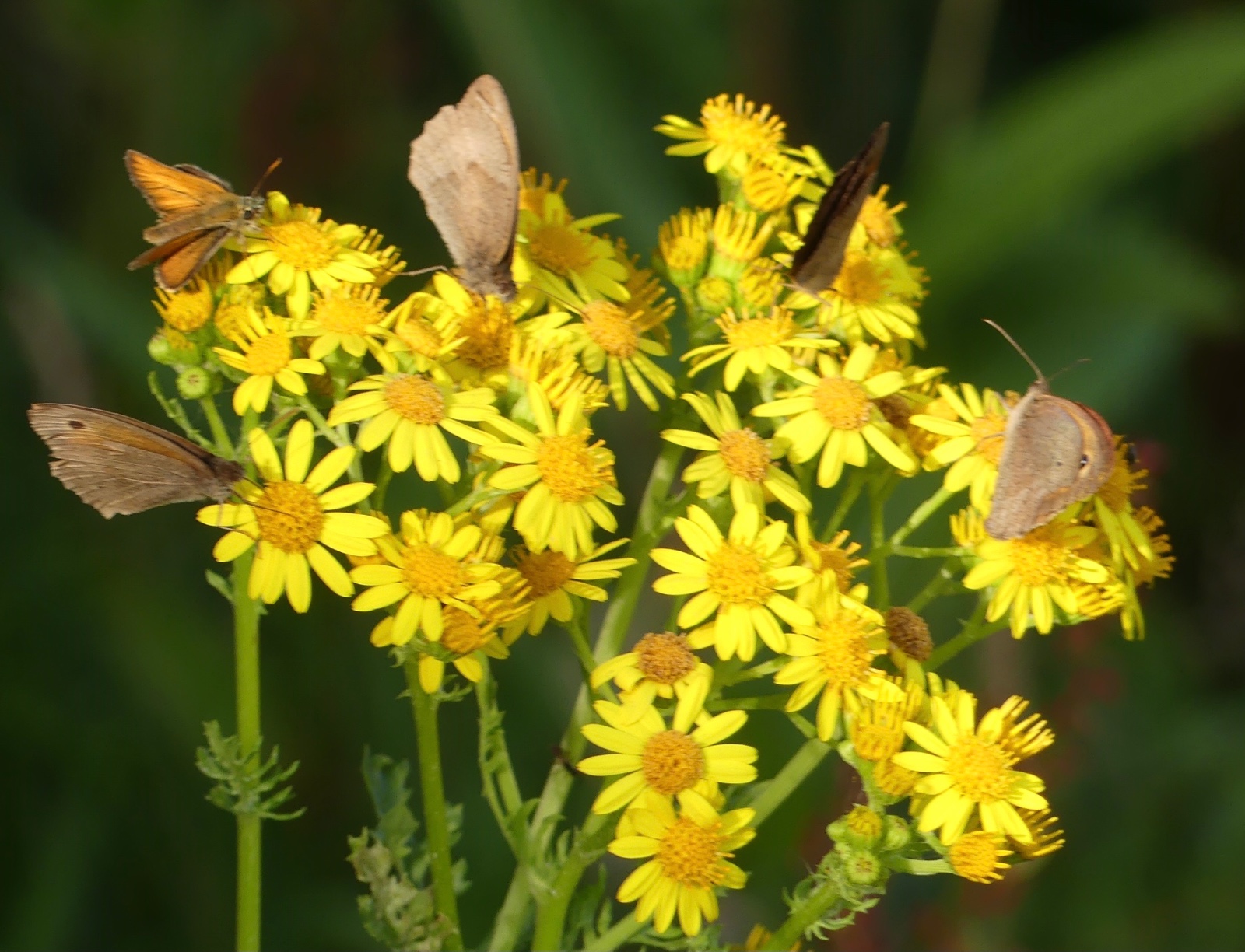 “A Big Year for Ragwort” – The Plant We Love to Hate - Knepp