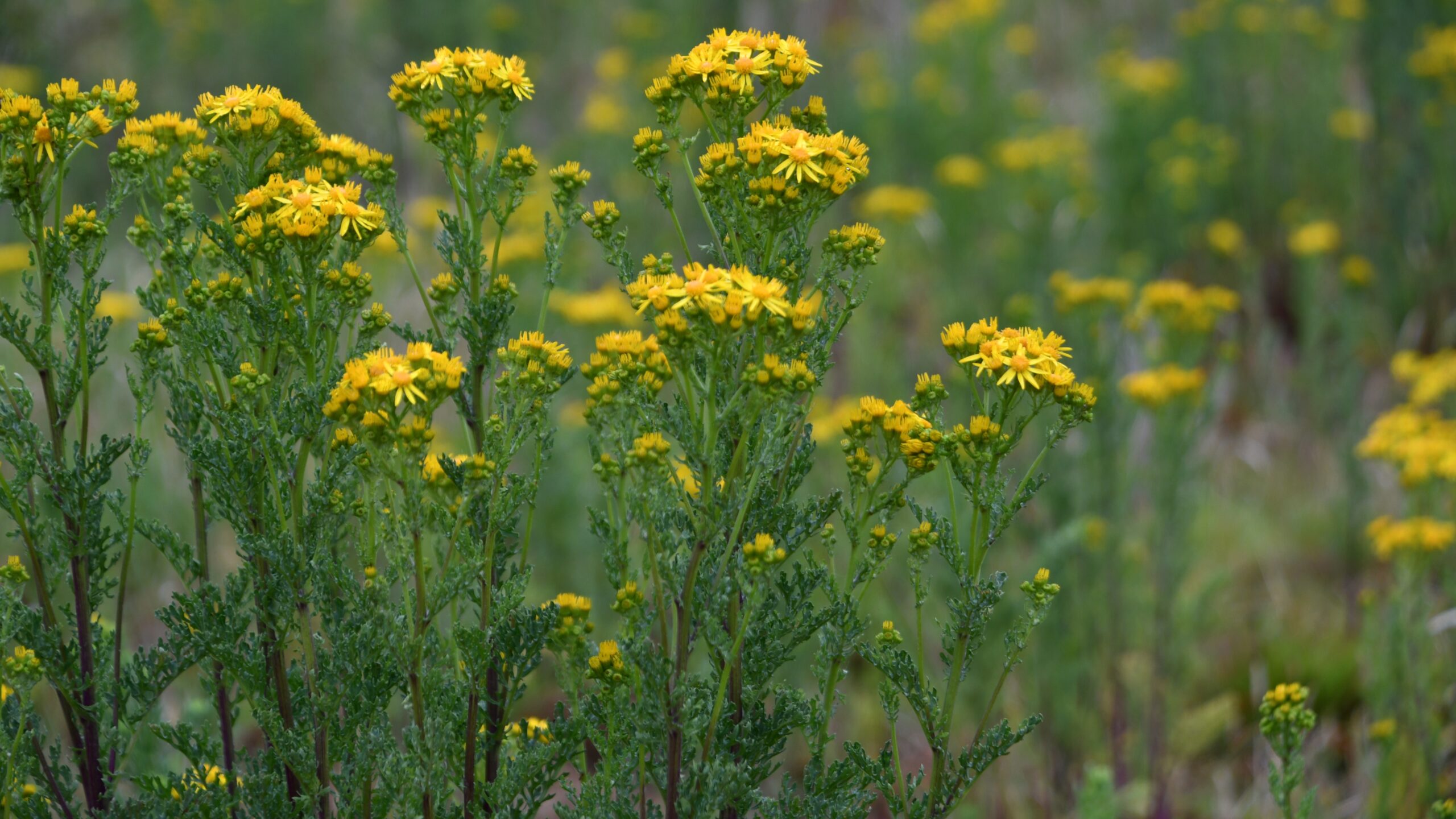 “A Big Year for Ragwort” – The Plant We Love to Hate - Knepp