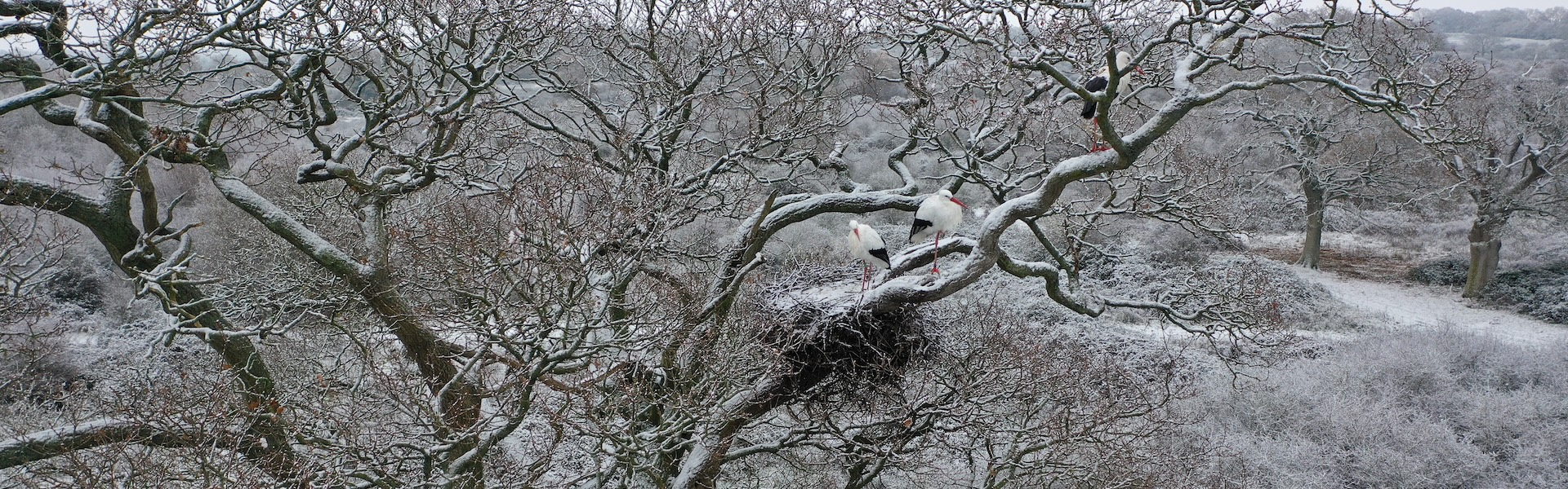 Christmas Knepp scene