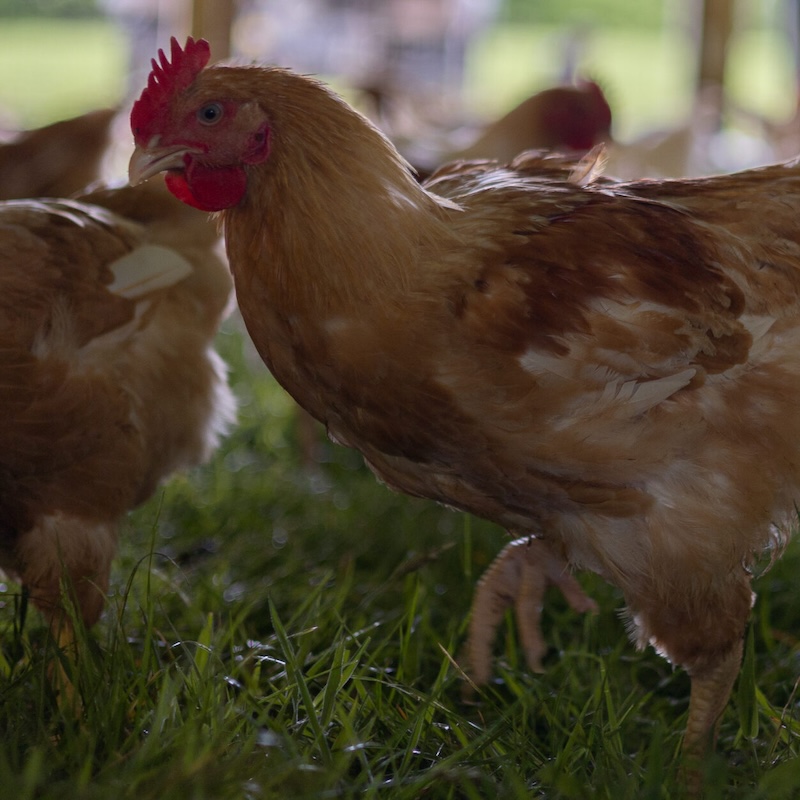 Pasture-Raised Chicken Liver