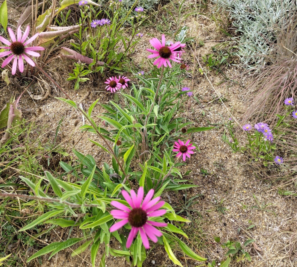 The North American coneflower (Echinacea tennesseensis ‘Rocky Top Hybrids’) thriving in
the Rewilded Garden