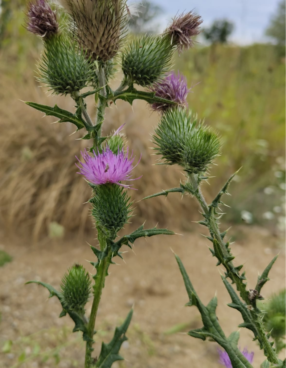 Spear thistle (Cirsium vulgare) a lifeline for insects in extreme heat