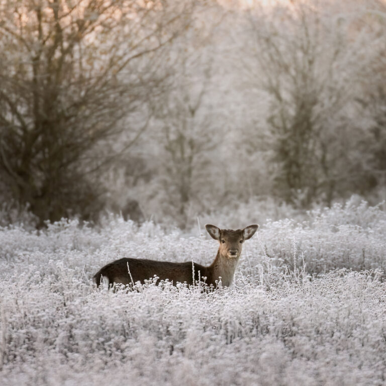 Knepp-4