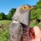 Episode 20: The Cuckoo