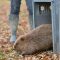 BEAVER WORKSHOP- ARE YOU BEAVER READY?
