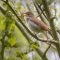 Nightingale Bite-size