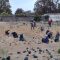 Planting the Rewilded Garden Workshop
