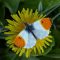 Episode 11: The Orange-tip