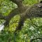 Story of The Oak