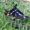 Episode 5: The Purple Emperor