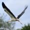 EPISODE 34: The Return of the Storks