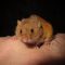 Episode 26: The Harvest Mouse