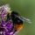 A Garden of Incredible Insects